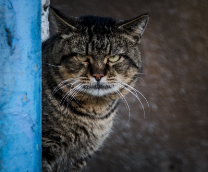 Кошачий след