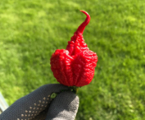 Carolina Reaper    