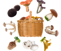 ������� ����������