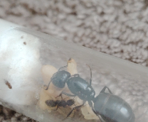Camponotus saxatilis