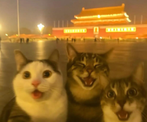 ������-����������