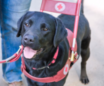 ��� ����� ������-��������