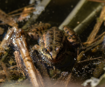 �������� | �������