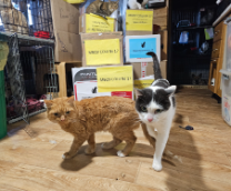 �������, �����, �������, ������.